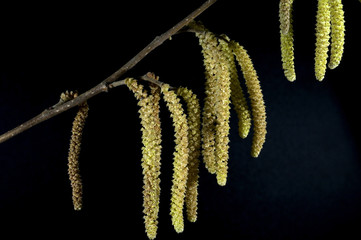 Haselnusskaetzchen, Pollen