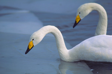 オオハクチョウ