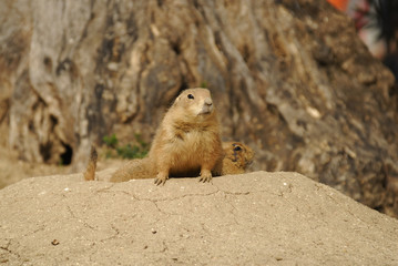 Perrillo de las praderas