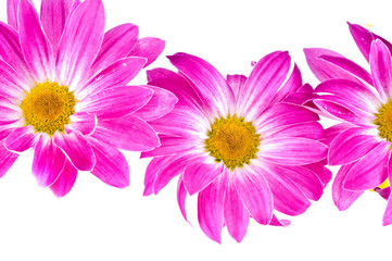 lilac chrysanthemums