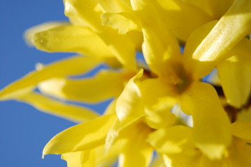 Obraz premium Fiore giallo 2
