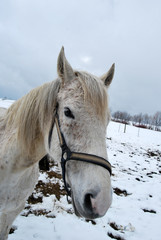 Pferde auf der Winterkoppel