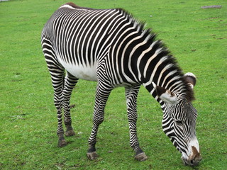 Obraz premium Zebra