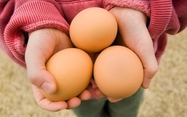 Child holding fresh brown eggs