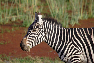 Fototapeta na wymiar Zèbre de Grant - Amboseli - Kenya