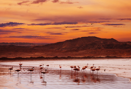 Flamingo on the beach at sunset