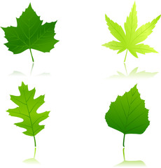 Green maple, chestnut, oak and beach leaves