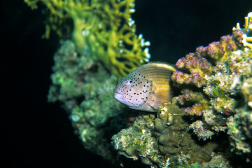 Gestreifter Korallenwächter