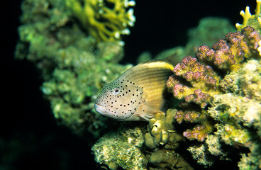 Obraz premium Gestreifter Korallenwächter