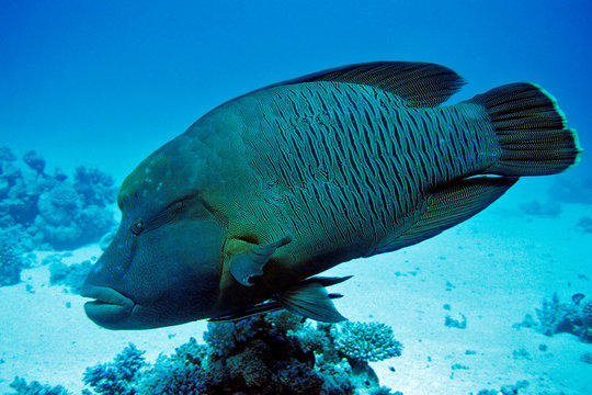 Napoleonlippfisch