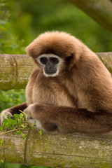 Gibbon