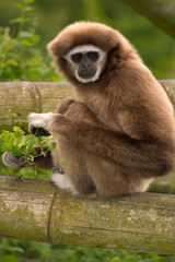 Gibbon