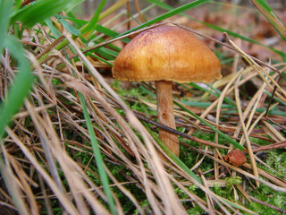Blutblättriger Hautkopf