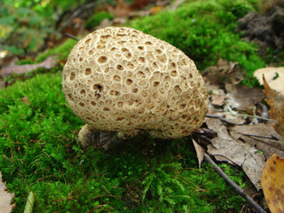 Dickschaliger Kartoffelbovist