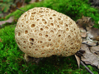 Dickschaliger Kartoffelbovist