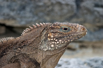 Kuba-Gürtelschwanzleguan