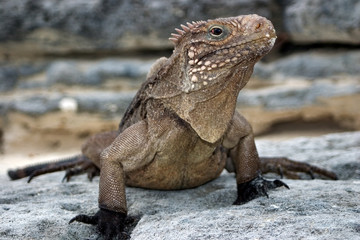 Kuba-Gürtelschwanzleguan