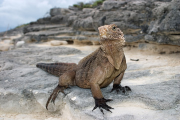 Kuba-G&uuml;rtelschwanzleguan