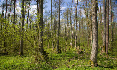 Deciduous stand of Bialowieza Forest  Reserve at springtime day