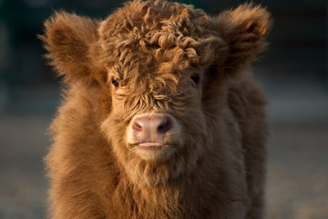 Obraz premium Hochlandrind, Jungtier