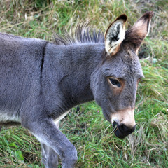 Seitliche Ansicht eines jungen Esels