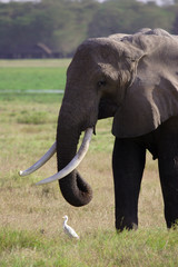 Eléphant - Amboseli - Kenya