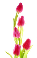 bunch of pink tulips