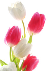 bucnch of white and pink tulips