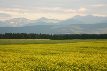 Fototapeta premium Fields of cole