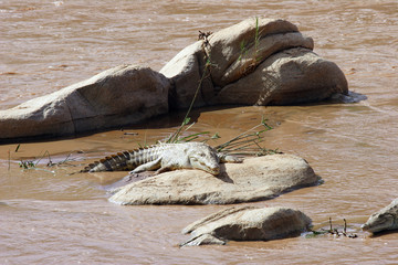 Crocodile du Nil - Samburu - Kenya