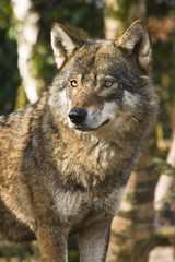 Grey wolf between birch trees in winter sun