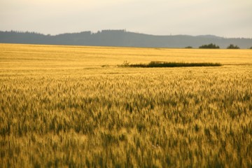 Fields