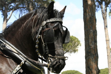 Kutschpferd