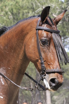 pferd - portrait