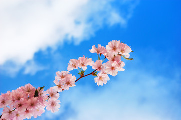 Blooming cherry tree branch against a cloudy blue sky