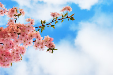 Fototapeta premium Blooming cherry tree branches against a cloudy blue sky
