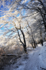 Winter am Liepnitzsee