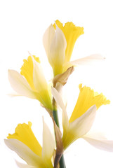 Fototapeta na wymiar bunch of yellow daffodil flowers