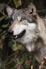 Naklejka na ściany i meble Gray Wolf (Canis Lupus)