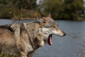 Gray Wolf (Canis Lupus)