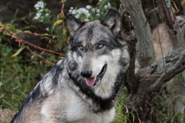 Gray Wolf (Canis Lupus)