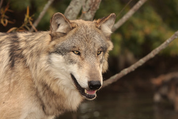 Fototapeta premium Gray Wolf (Canis Lupus)