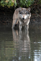 Gray Wolf (Canis Lupus)