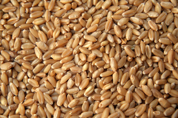 Grains of cereal wheat used in making flour for bread, etc