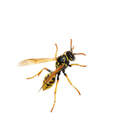 Wasp