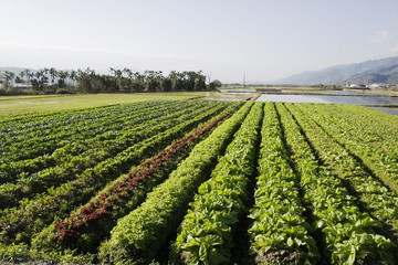 Vegetable Farming
