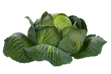 Cabbage isolated on white - 13074979