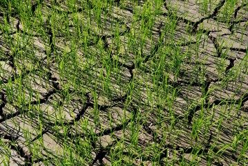dried paddy field