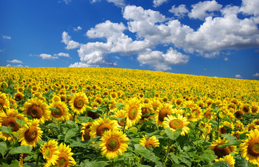 sunflower field