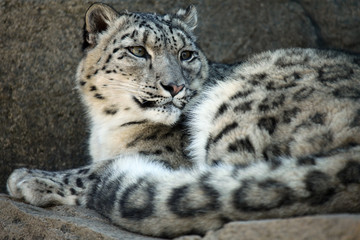 Fototapeta na wymiar Ciekawy Snow Leopard